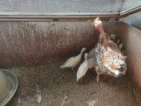 Chickens — Foto 2