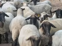 Schaf, Tsigai sheep — Foto 2