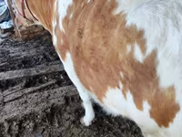 Бұқа, Simmental cattle — 5-сурет