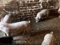 豚（ロット、性別未指定）, 豚 — 写真 1