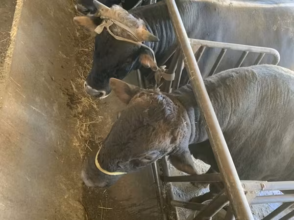 Bik, Swiss cattle