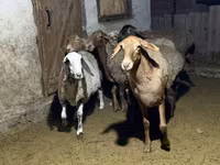雌羊, Arashan sheep — 写真 7