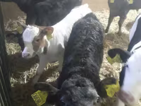 牛只（批次，未指定性别）, Simmental cattle — 照片 2