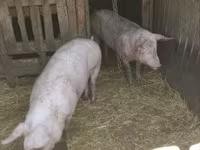 सूअर (लॉट, लिंग निर्दिष्ट नहीं), सूअर — फ़ोटो 6