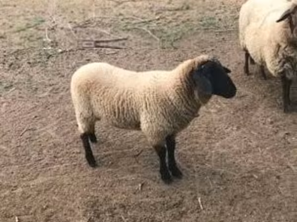 Brebis, Tsigai sheep — Hongrie