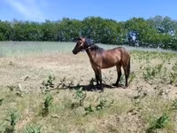 母马, Horses — 照片 1