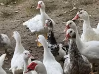 Ducks — photo 3