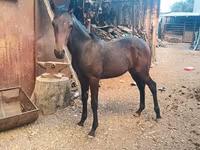 Pastuv, French Trotter — fotografija 2