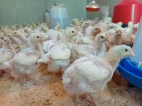 Chickens — zdjęcie 3