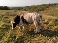 Бұқа, Russian Black pied cattle — 1-сурет