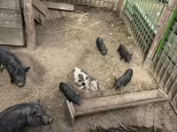 母猪, Вьетнамская вислобрюхая — 照片 2