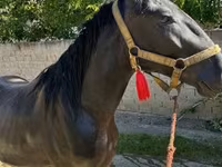 公马, Nonius horse — 照片 2