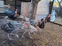 Turkeys — foto 1