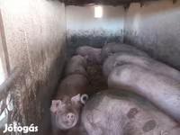 Schweine (Partie, Geschlecht nicht angegeben), Schweine — Foto 5