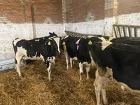 Krava, Russian Black pied cattle — fotografija 4