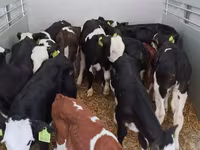 Bik, Simmental cattle — fotografija 2