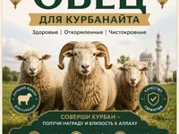 Ovan, Овце — fotografija 7