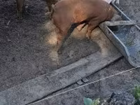 Cerdos (lote, sexo no especificado), Дюрок — foto 3