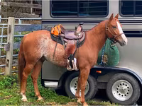 Pastuv, Quarter Horse — fotografija 8