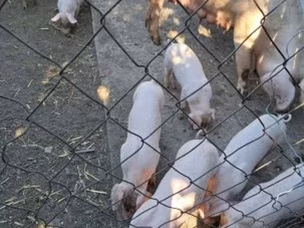 Locha, Świnie — Węgry