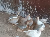 Guinea fowl — foto 2