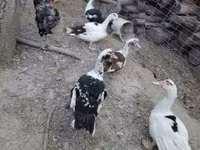 Chickens — zdjęcie 5