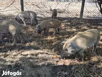 Eber, Мангалица — Foto 7