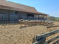 Brebis, Merino sheep — photo 1