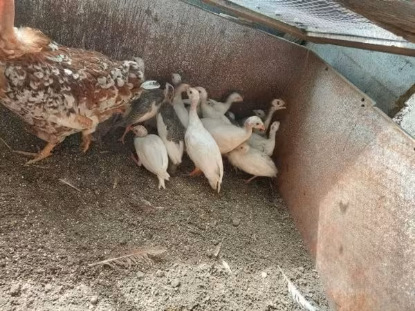 Chickens