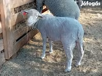 Ovan, Merino sheep — fotografija 2