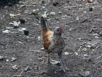 Chickens — 照片 8