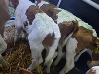 Buğa, Simmental cattle — foto 3