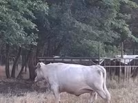母牛, Charolais cattle — 照片 2