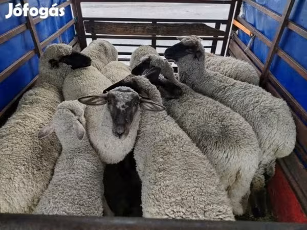 كبش, الأغنام