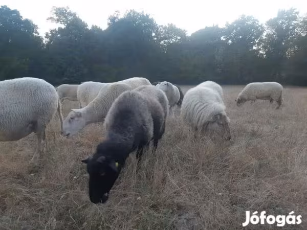 Овца, Бараны