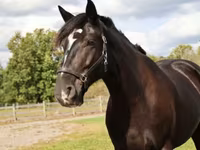 Horse (M), Percheron — photo 4
