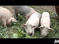 Pigs (batch, sex not specified), Pigs — photo 3