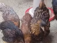 Chickens — fotografija 1