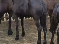Mare, Friesian — photo 2