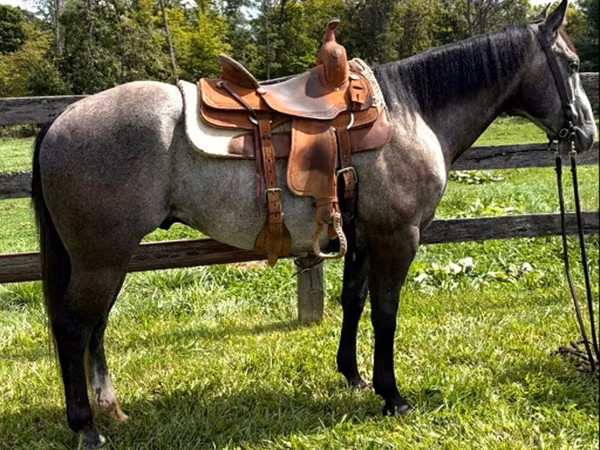 Pastuv, Quarter Horse