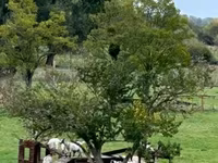 Goat, Dutch Landrace goats — photo 1
