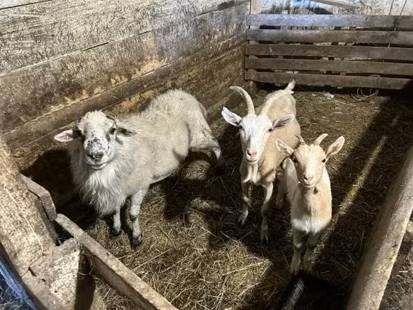 Kozioł, Kozy — Węgry