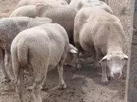 Sheep, Sheep — photo 1