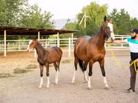Mare, Akhal-Teke — photo 3
