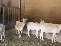 Koza, Pomellata goat — fotografija 5