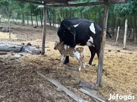 Cow, Hungarian Grey breed — photo 3