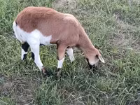 मेढ़ा, Cameroon sheep — फ़ोटो 5