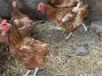 Chickens — foto 1