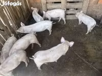 猪（批次，未指定性别）, Крупная белая — 照片 1