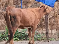 Cow, Cattle — photo 3